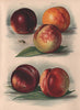 PEACHES. Milton; Goldoni; Stanwick Elruge; Newton. WRIGHT Chromolithograph 1892