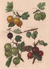 PLUMS. Yellow/Red Champagne Whitesmith Pitmaston Green Gage Red Warrington 1892