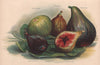FIGS. White Marseilles; Toulousienne; Negro Largo; Violette de Bordeaux 1892