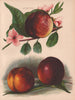 NECTARINES. Lord Napier; Humboldt; Dryden . WRIGHT Chromolithograph 1892 print