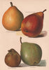 PEARS. Louise Bonne of Jersey; Fondante d' Automne; Beurré d' Aremberg 1892