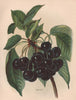 CHERRIES. Early Rivers. WRIGHT Chromolithograph 1892 old antique print picture