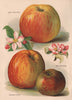 APPLES. Lane's Prince Albert; Allen's Everlasting; Chelmsford Wonder.WRIGHT 1892