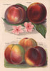 PEACHES. Grosse Mignonne; Bellegarde; Barrington; Goshawk; Dymond. WRIGHT 1892
