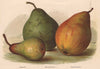 PEARS. Jargonelle; Beurré d' Amanlis; Clipp's Favourite. WRIGHT Chromolitho 1892