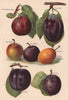 PLUMS. Grand Duke; Green Gage; Early Orleans; Gisborne's; Monarch; The Czar 1892