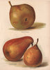 PEARS. Doyenné du Comice; Souvenir du Congrès; Beurré Superfin. WRIGHT 1892
