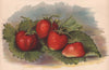 STRAWBERRIES. Laxton's Noble; James Veitch; Dr. Hogg; British Queen. WRIGHT 1892