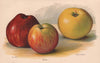 APPLES. Tom Putt; Wealthy; Queen Caroline. WRIGHT Chromolithograph 1892 print