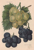 GRAPES. Duke of Buccleuch; Gros Colman; Lady Downe's Seedling. WRIGHT 1892