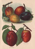 PLUMS. Jefferson; Victoria; Coe's Golden Drop; Diamond; Pond's Seedling 1892