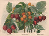 RASPBERRIES. Rivers' Hornet; Sweet Yellow Antwerp; Baumforth's Seedling 1892