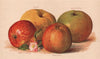 APPLES. Ecklinville Bramley's Seedling Cuchess of Oldenburg Ribstone Pippin 1892