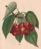 CHERRIES. Bigarreau. WRIGHT Chromolithograph 1892 old antique print picture