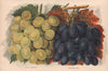 GRAPES. Muscat of Alexandria; Madresfield Court. WRIGHT Chromolithograph 1892
