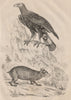 ANIMALS/BIRDS. Aigle Commun (Golden Eagle). Agouti 1834 antique print
