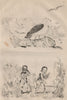 Albatros (Albatross). Albinos. Skin pigmentation 1834 old antique print
