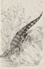 Alligator. Alisma plantago-aquatica (common water-plantain/mad dog weed) 1834