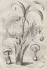 Amanita caesarea (Caesar Mushroom)/muscaria (fly agaric). Amaryllis 1834 print