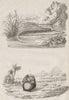 ANIMALS. Amphiuma (Aquatic Salamander). Ampullariidae (Pomacea snail) 1834
