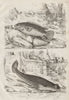 FISH. Anabas (Climbing Perch). Anableps (Four-eyed Fish) 1834 old print