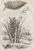 PLANTS. Anacardier (Cashew). Ananas Sauvage. Pineapple 1834 old antique print