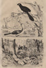 ANIMALS. Anhinga (Snakebird). Anguis (Slow worm) 1834 old antique print