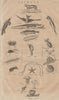 THE ANIMAL KINGDOM. Animaux. Orders. Classification. 1834 old antique print