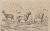 MAMMALS. Antilopes (Antelopes) 1834 old antique vintage print picture