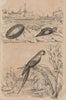 Aphrodite Sea Mouse. Aplysie (Aplysia) Sea slug. Ara (Scarlet Macaw) 1834