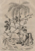 Arachide (Peanut plant). Arec (areca). Arche (Ark) /Ark clam 1834 old print