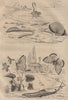 Lugworm.Argonaut (paper nautilus).Fritillary butterfly.Arion roundback slug 1834