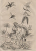 Asarum/wild ginger. Ascalaphidae/owlflies. Asclapiade. Asilidae/robber fly 1834