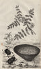 Astragalus (milkvetch). Astrea coral. Ateuchus (scarab beetle) 1834 old print