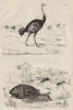 Ellobium aurismidae (Midas Ear Shell). Ostrich. Atta (new world ant) 1834