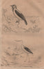 BIRDS. Averano (Bearded Bellbird). Avocette (Avocet) 1834 old antique print