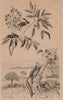 PRIMATES. Aye Aye. Azédarach (Bead Tree, Chinaberry) 1834 old antique print