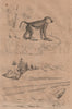 PRIMATES. Babouin (Baboon). Bacculite (Baculite) 1834 old antique print