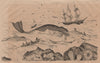WHALING. Baleine (Whale). Balanes (Balanus/Barnacles) 1834 old antique print