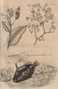 Balisier (Heliconia). Ballista (Clown Triggerfish). Balsam of Mecca 1834 print