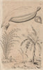 PLANTS. Bambou (Bamboo). Bananier (Banana tree) 1834 old antique print picture