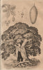 TREES. Baobab 1834 old antique vintage print picture
