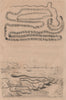 Asian tapeworm. Bonellia viridis (green spoonworm). Borlasia (ribbon worm) 1834