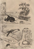 Bostriche. Borage. Dung beetle. Bullfinch. True puffball. Bombardier beetle 1834