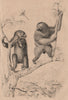 Braconid wasp. Bradypus (Three-toed Sloth) 1834 old antique print picture