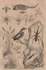 Anostraca.Brayere.Brentidae weevil.Banded Pitta.Briza.Bromus interruptus 1834