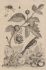 Broussonetia papyrifera (Paper Mulberry). Bunting. Bruchinae (Bean Weevil) 1834