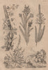 PLANTS. Brunie. Bruyeres (Heather). Bryonia (Bryony) 1834 old antique print