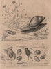Bulle molluscs. Rumina decollata (decollate snail). Bupleurum 1834 old print