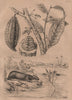 PLANTS. Cabiai (Capybara). Cabombe (Cambomba). Cacaotier (Cacao tree) 1834